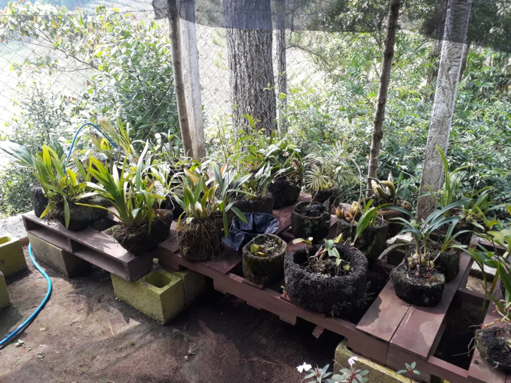 Orchids in the breeding station in Guatemala