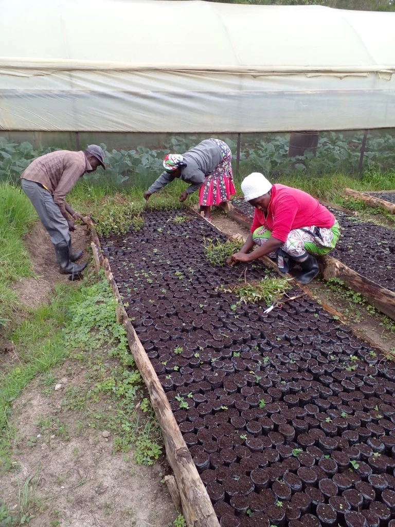 Students plant seedlings in cultivation beds
