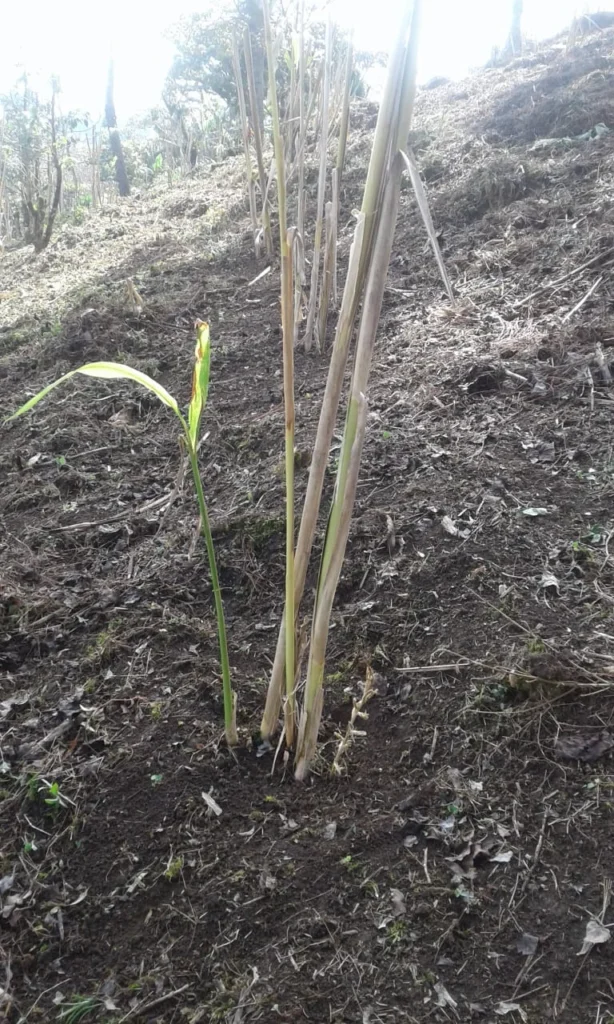 Young cardamom plants in a field in Guatemala