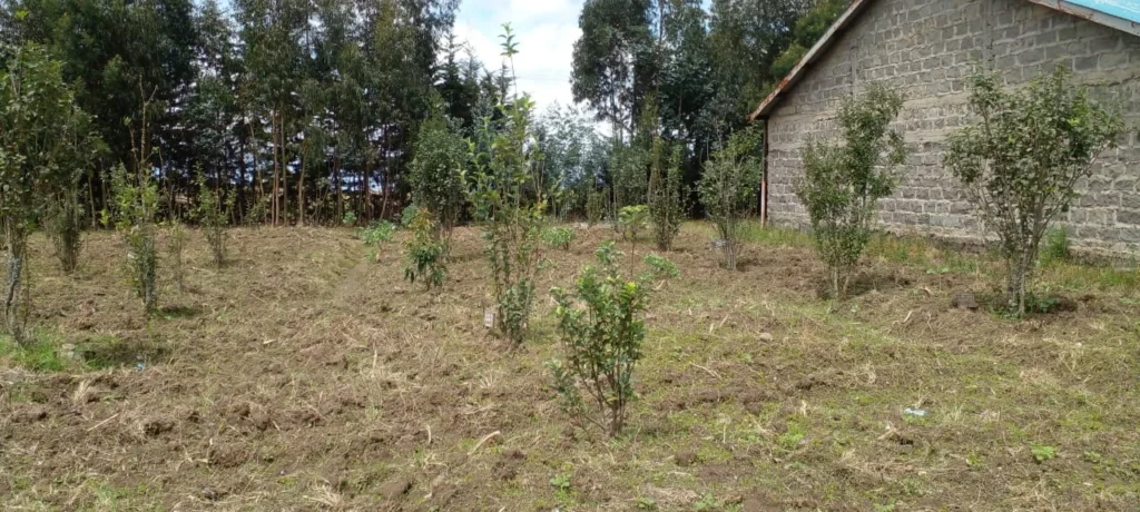 Planted fruit trees at the Gituru Secondary School